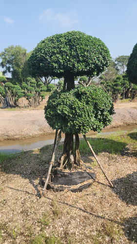 WhatsApp Image 2024 02 09 at 06.51.22 78b2e906.jpg