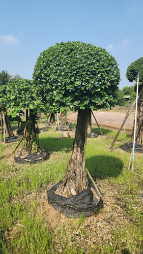 WhatsApp Image 2024 02 09 at 06.49.55 15150dbc.jpg