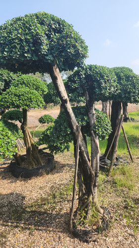 WhatsApp Image 2024 02 09 at 06.51.19 8fee0336.jpg