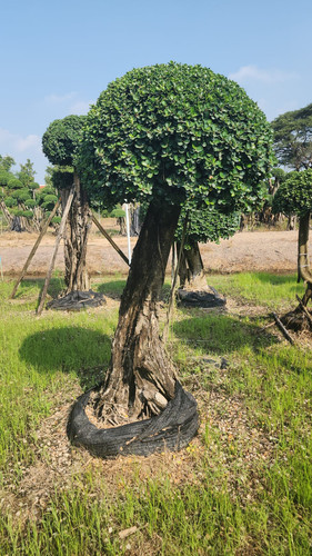 WhatsApp Image 2024 02 09 at 06.49.55 9f77bff1.jpg