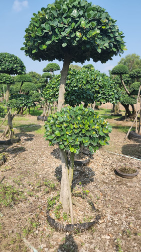 WhatsApp Image 2024 02 09 at 06.52.16 ad9653c4.jpg