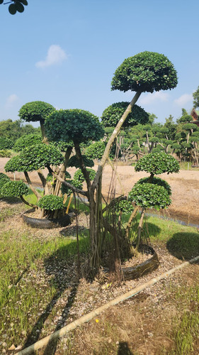 WhatsApp Image 2024 02 09 at 06.49.54 3d0e1b2d.jpg