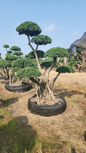 WhatsApp Image 2024 02 09 at 06.49.49 af45ea78.jpg