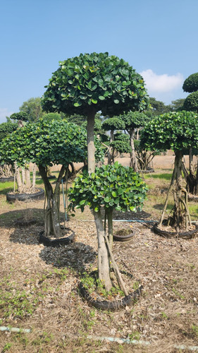 WhatsApp Image 2024 02 09 at 06.52.16 78b38103.jpg