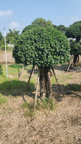 WhatsApp Image 2024 02 09 at 06.51.22 733199db.jpg