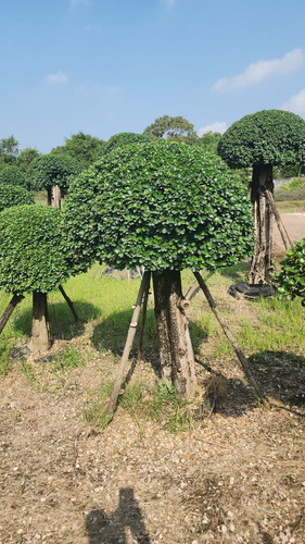 WhatsApp Image 2024 02 09 at 06.51.22 a9cd0edd.jpg