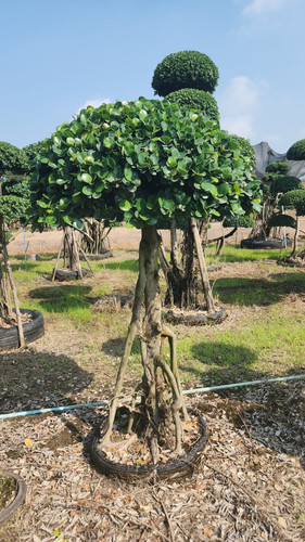 WhatsApp Image 2024 02 09 at 06.52.17 4cbbe59a.jpg