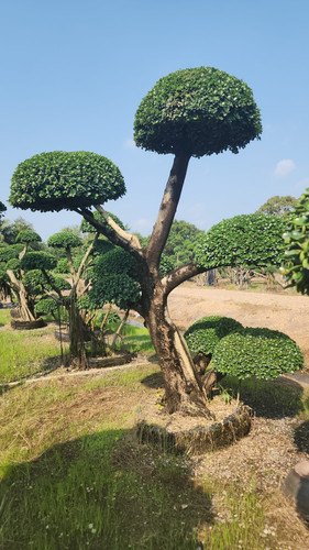 WhatsApp Image 2024 02 09 at 06.49.53 295d345d.jpg