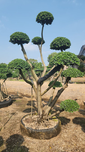 WhatsApp Image 2024 02 09 at 06.49.50 66d78815.jpg