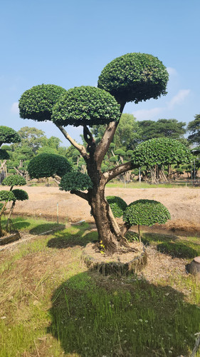 WhatsApp Image 2024 02 09 at 06.49.53 9c2e14fa.jpg