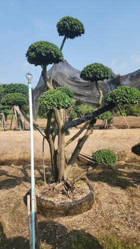 WhatsApp Image 2024 02 09 at 06.49.51 f0ea836b.jpg