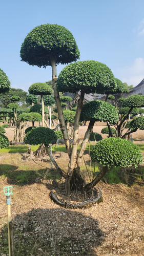 WhatsApp Image 2024 02 09 at 06.52.17 9e1210c3.jpg