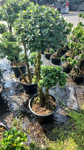 WhatsApp Image 2024 02 09 at 06.52.19 95955bd6.jpg