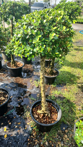 WhatsApp Image 2024 02 09 at 06.52.20 d815ca93.jpg