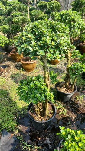 WhatsApp Image 2024 02 09 at 06.52.19 0eec11fa.jpg