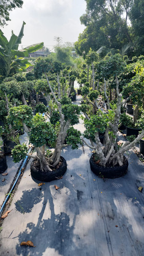 WhatsApp Image 2024 02 09 at 06.53.03 4367748e.jpg