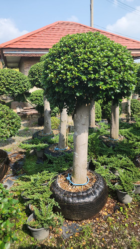 WhatsApp Image 2024 02 09 at 06.52.58 0df18542.jpg