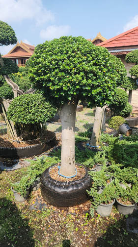 WhatsApp Image 2024 02 09 at 06.52.58 4b951b74.jpg