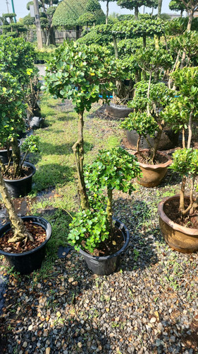 WhatsApp Image 2024 02 09 at 06.52.57 762b0d37.jpg