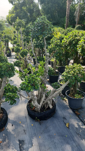 WhatsApp Image 2024 02 09 at 06.53.02 693e03be.jpg