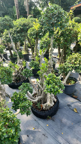 WhatsApp Image 2024 02 09 at 06.53.02 c50290b2.jpg