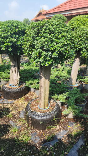 WhatsApp Image 2024 02 09 at 06.52.57 ad3ed047.jpg