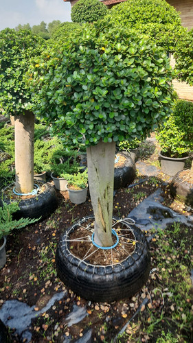 WhatsApp Image 2024 02 09 at 06.52.57 e2845ac0.jpg