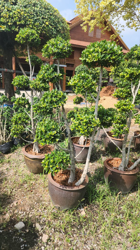 WhatsApp Image 2024 02 09 at 06.53.00 19f7d2e3.jpg