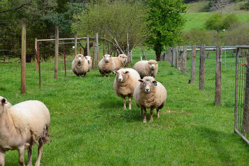 sheep 391482 1280.jpg