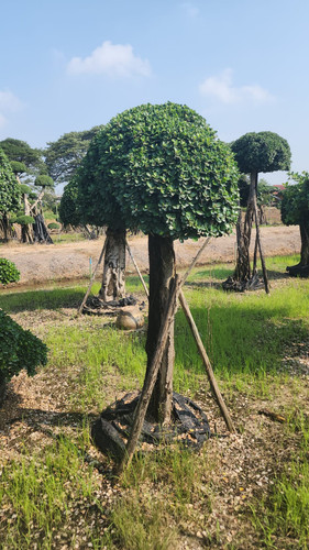 WhatsApp Image 2024 02 09 at 06.51.18 f73bce54.jpg