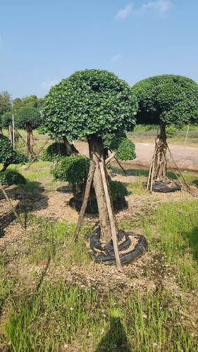 WhatsApp Image 2024 02 09 at 06.51.17 bffda1ec.jpg