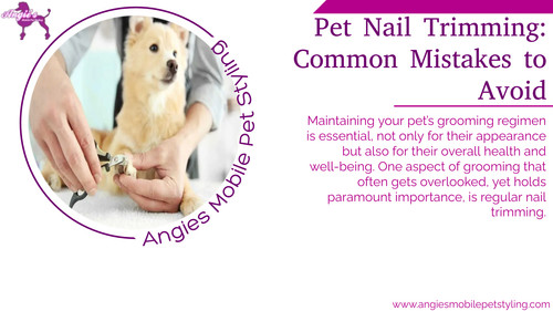 Pet Nail Trimming Common Mistakes to Avoid.jpg