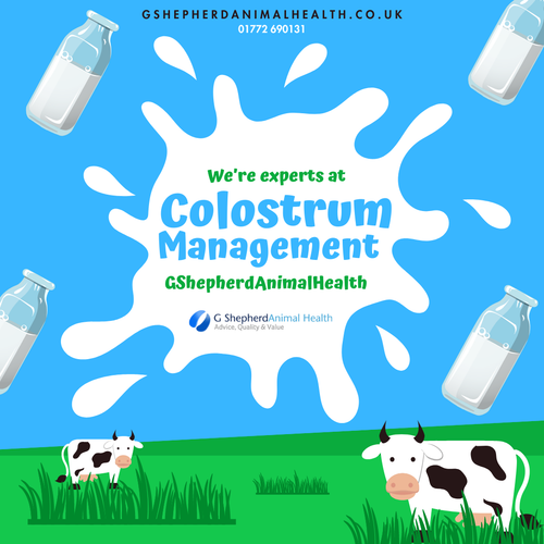 G Shepherd Animal Health: Optimal Calf Colostrum Management for Healthy Livestock Development..png