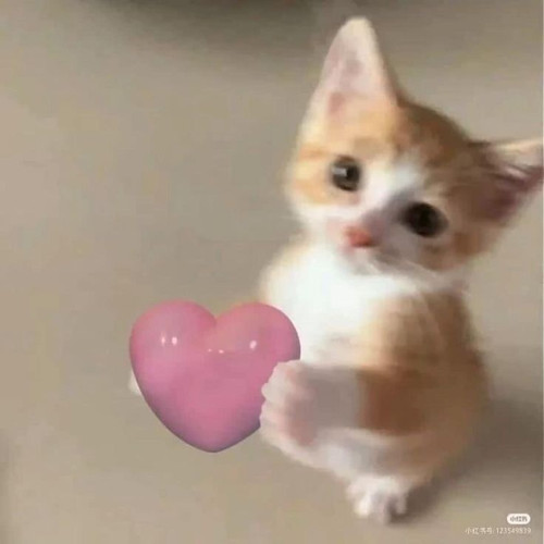 cat 1.jpg