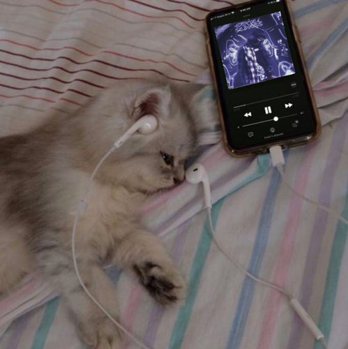 cat 3.jpg