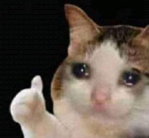 cat 5.jpg