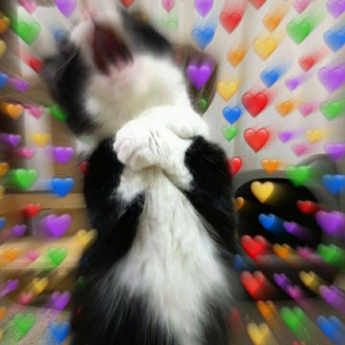 cat yes.jpg