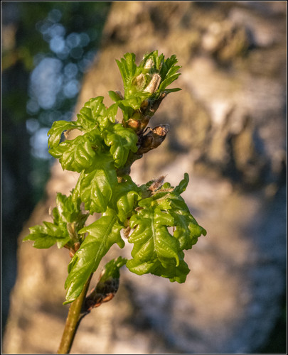 New Oak Leaves.jpg