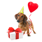 Birthday Boxes for Dogs.png