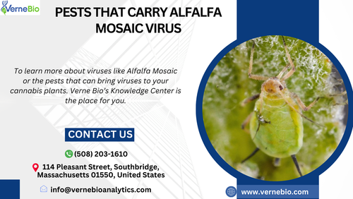 Pests that Carry Alfalfa Mosaic Virus.png