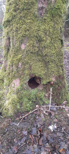 tree hole.jpg