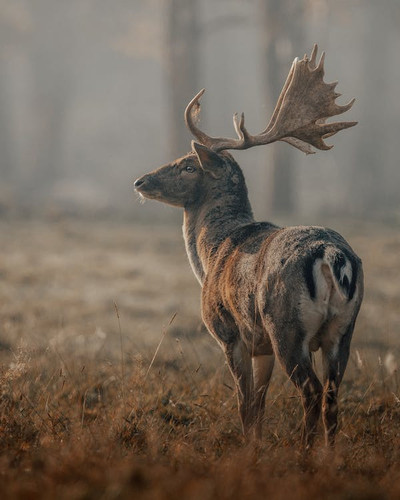 deer imag.jpg