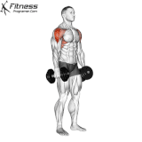 Dumbbell Lateral Raise.gif