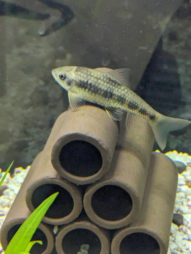 algaeeater.jpg