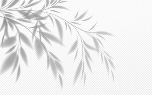 realistic transparent shadow bamboo branch with leaves isolated transparent background vector illust.jpg