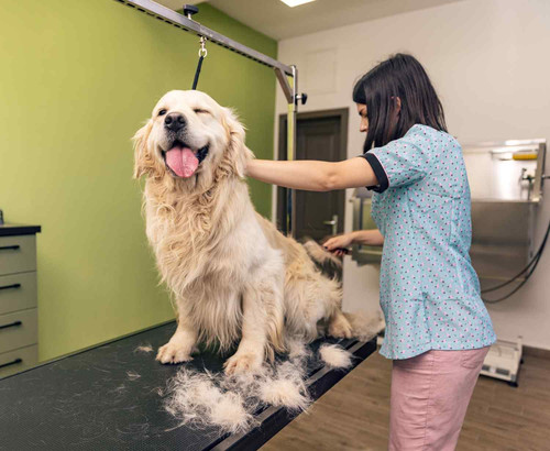 Explore The Yuppie Puppie Grooming Salon in Oak Park.jpg