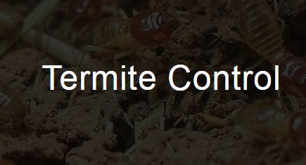 Termite home inspection on Long Island | Lipestservices.com.jpg