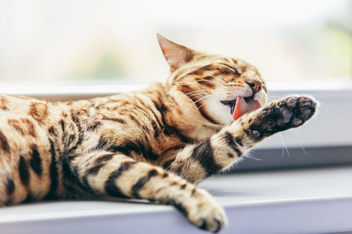 Cat grooming himself cleaning his fur while resting on window sill. Bengal cat. Spines on the cat's .jpg