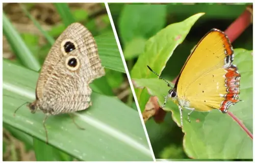 00024 金瓜石蝴蝶.webp