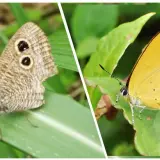 00024 金瓜石蝴蝶